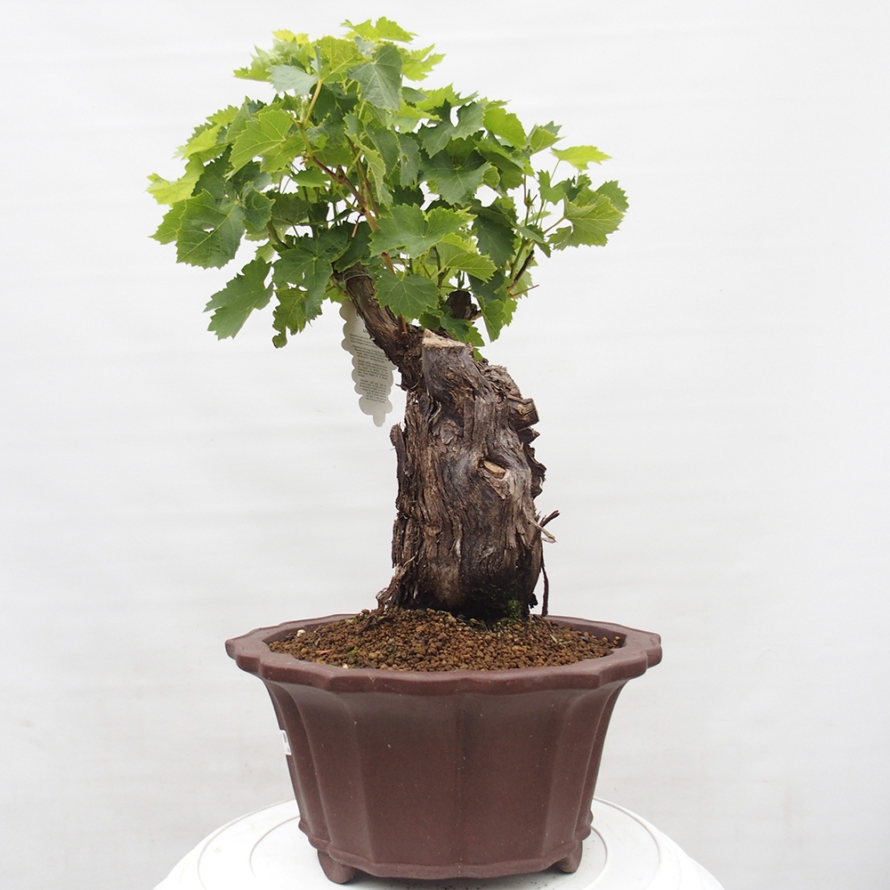 Bonsai im Freien - Vitis vinnifera MUSKAT ITALIA  - Weinrebe