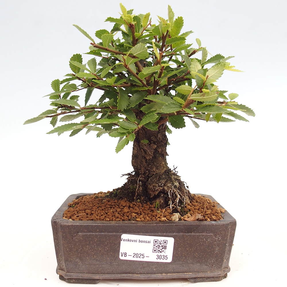Bonsai im Freien - Zelkova - Zelkova NIRE