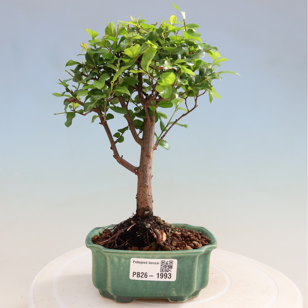 Zimmer Bonsai - Sageretia thea - Sageretia thea