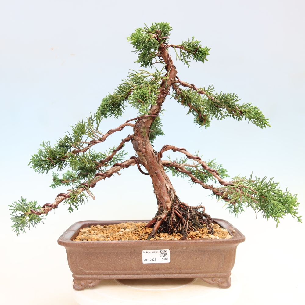 Bonsai für draußen - Juniperus chinensis Kishu