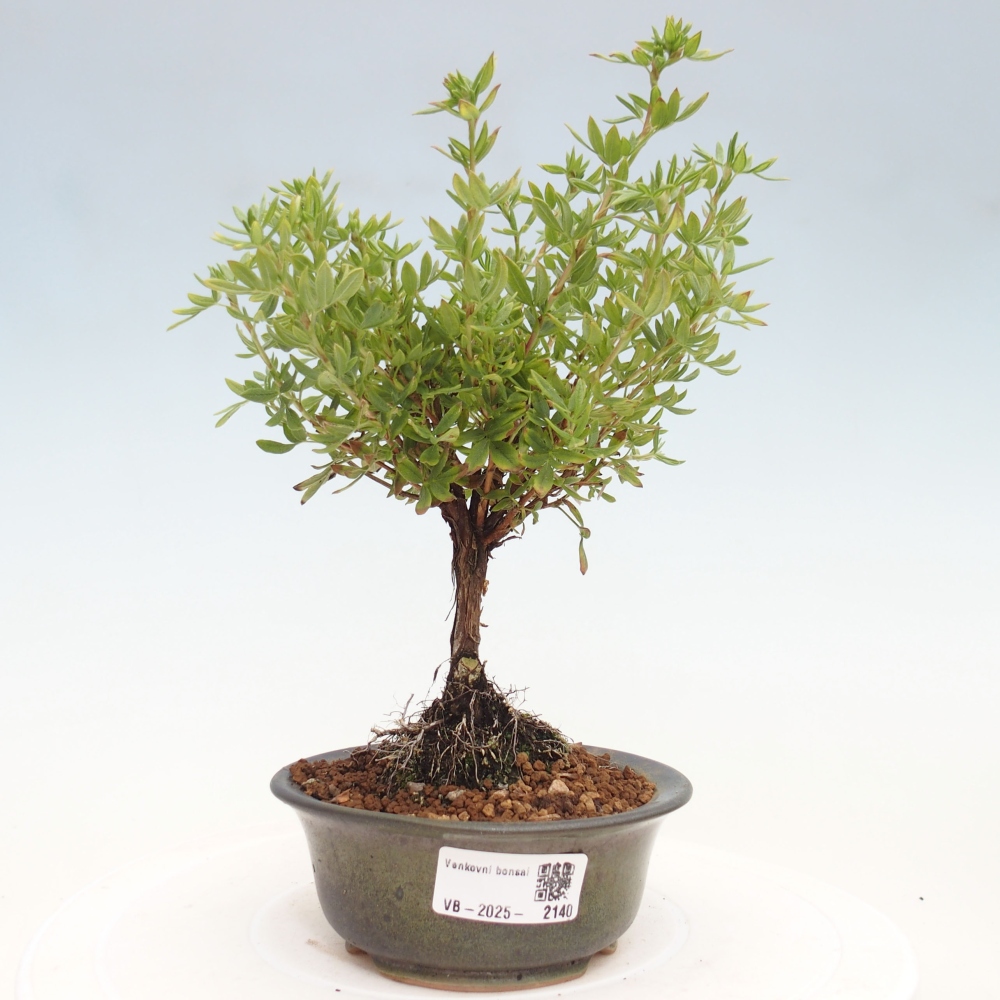 Outdoor-Bonsai-Fingerkraut - Potentila fruticosa gelber Vogel