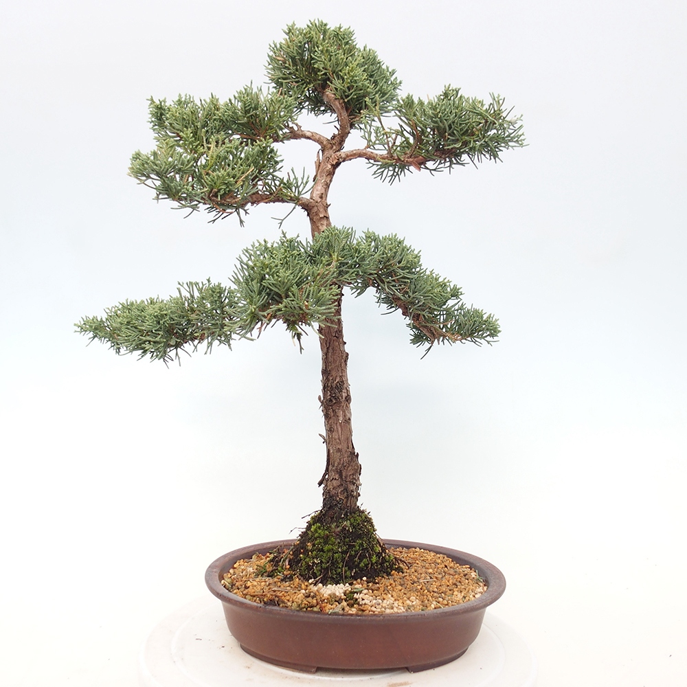 Outdoor-Bonsai - Juniperus chinensis Kishu - Chinesischer Wacholder