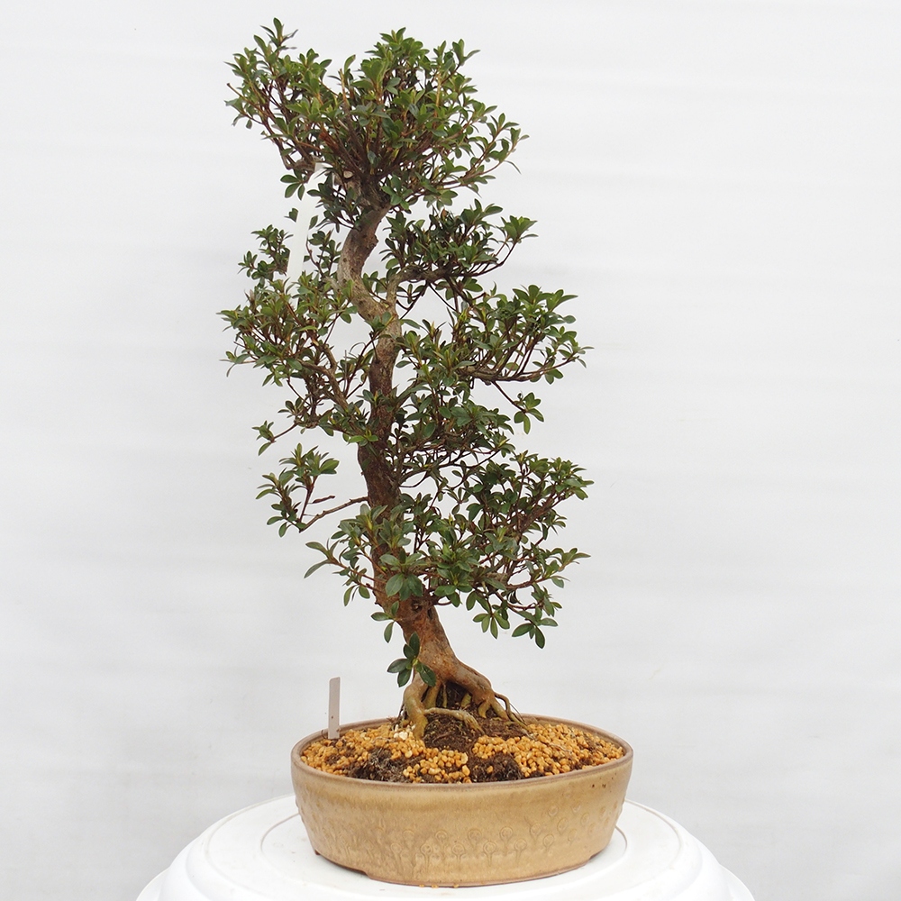 Bonsai für draußen - Japanische Azalee - Azalee Hanatsuzuri