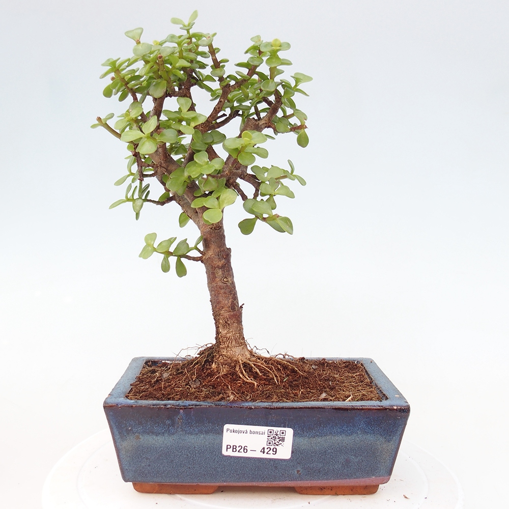 Zimmer Bonsai - Portulakaria Afra - Tlustice