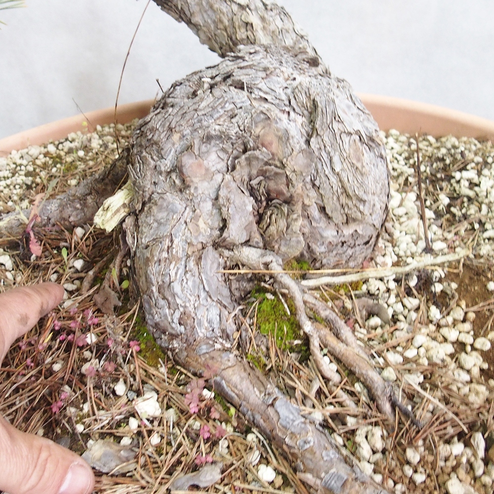 Yamadori - Pinus sylvestris 