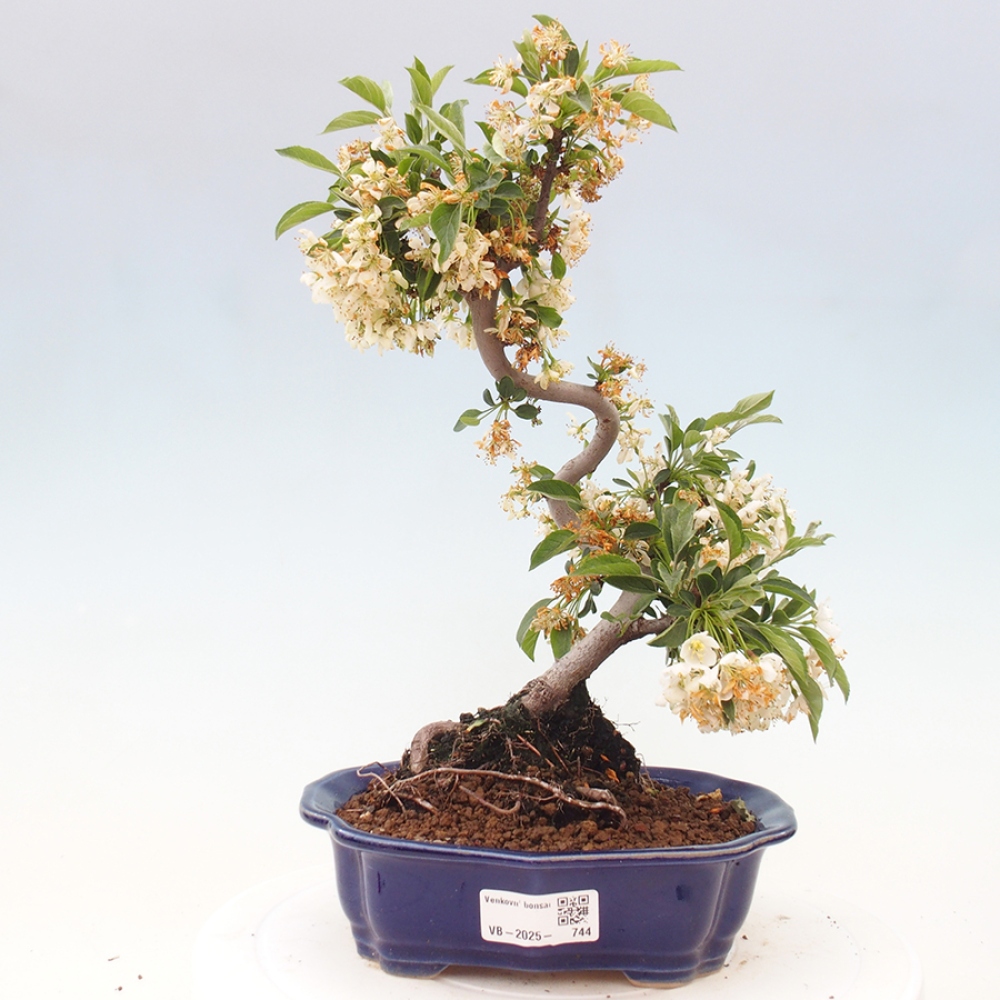 Freilandbonsai - Malus sargentii - Kleinfruchtiger Apfelbaum