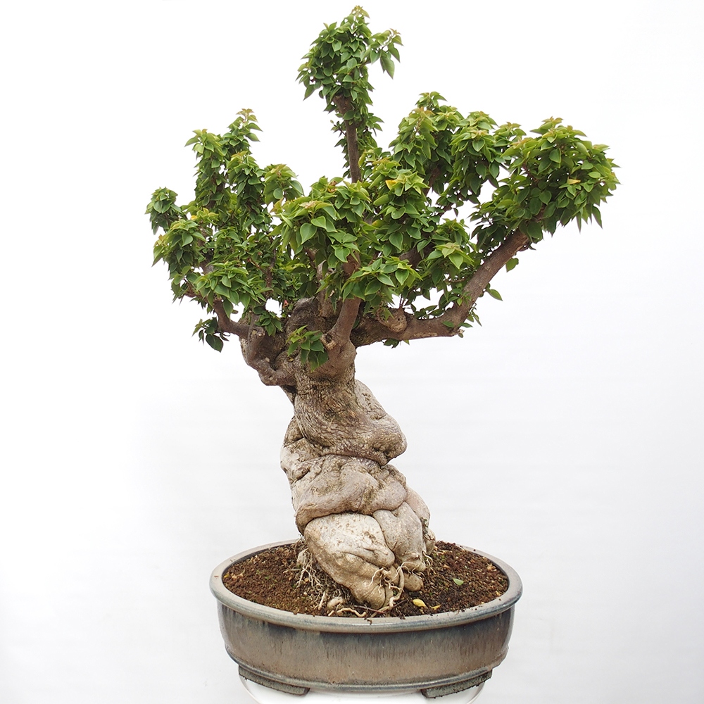 Zimmerbonsai - Bouganwilea