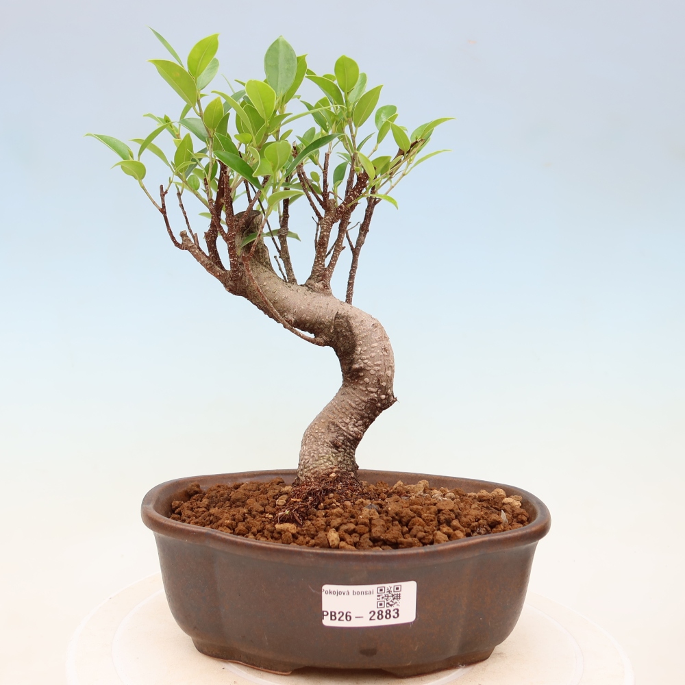 Zimmerbonsai - Ficus kimmen - Kleinblättriger Ficus