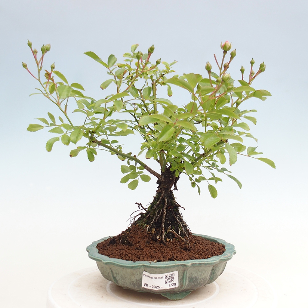 Freilandbonsai - Rosa Kordes -  Rose