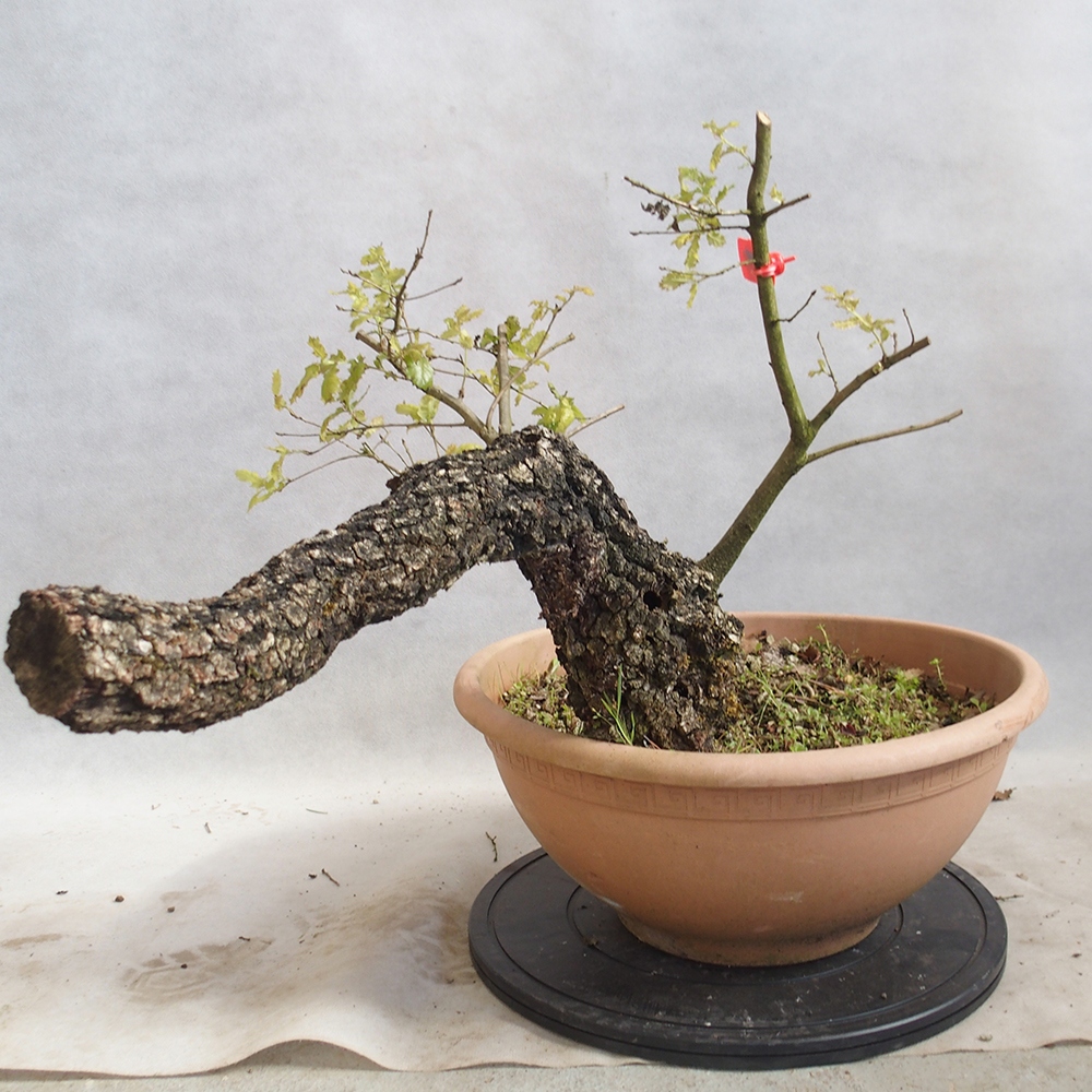Freilandbonsai Quercus Cerris - Eiche Cer