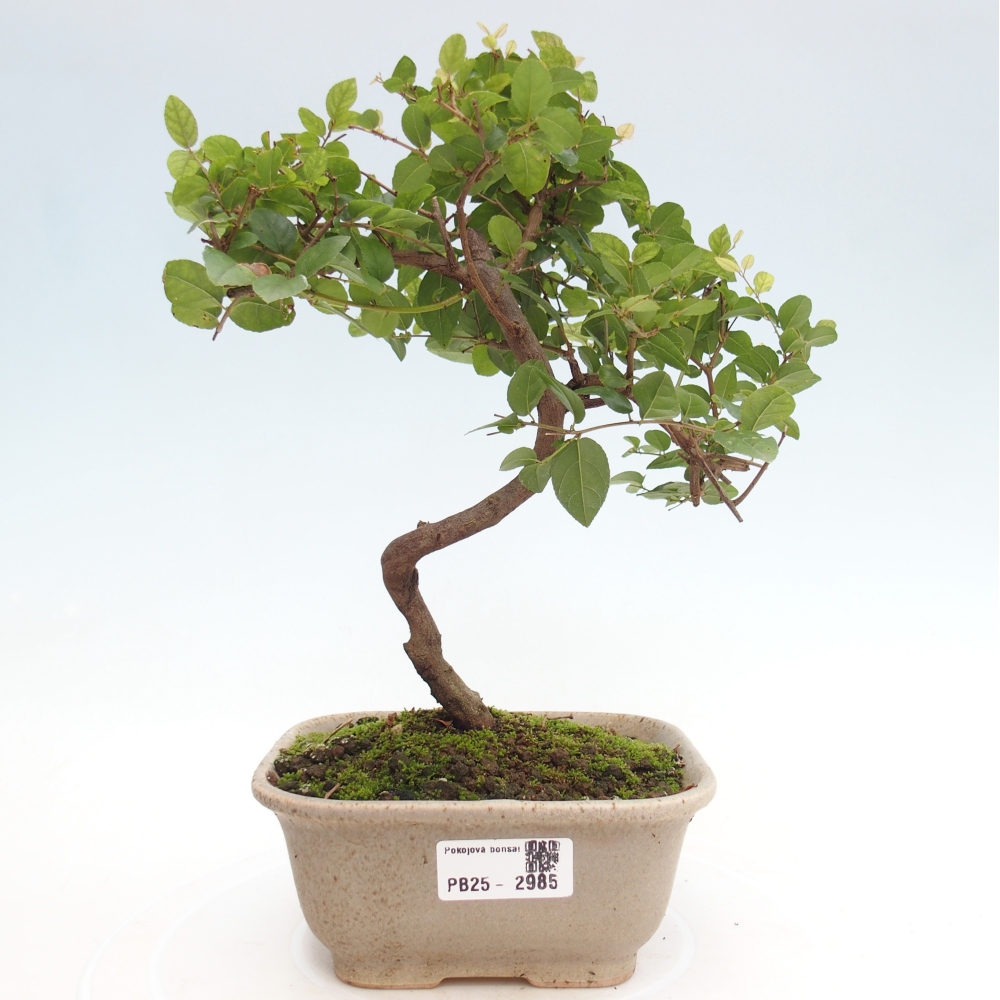 Zimmerbonsai - Sagerécie thea - Sagerécie thea