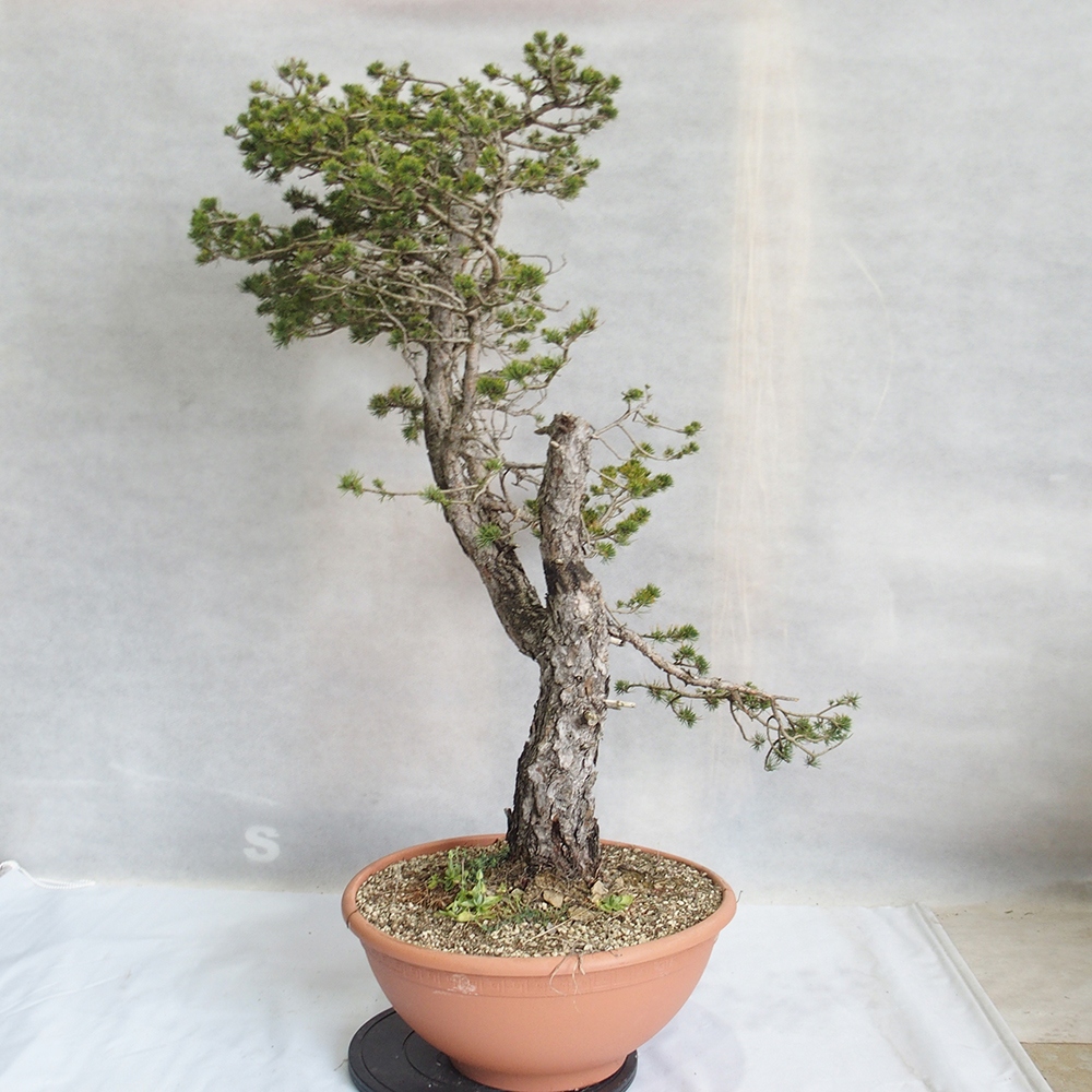 Yamadori - Pinus sylvestris 