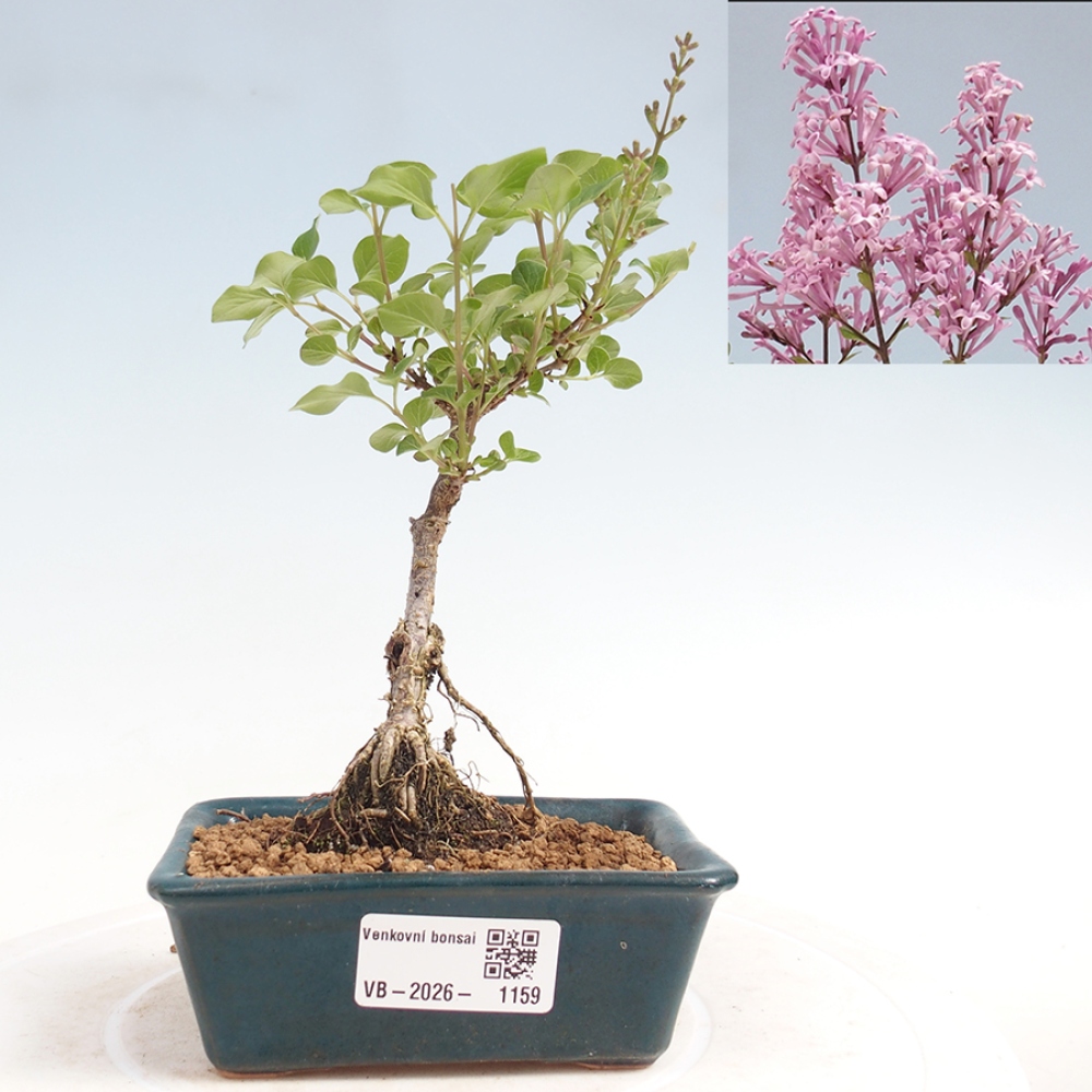 Bonsai für draußen - Syringa Meyeri Palibin - Meyer's Flieder