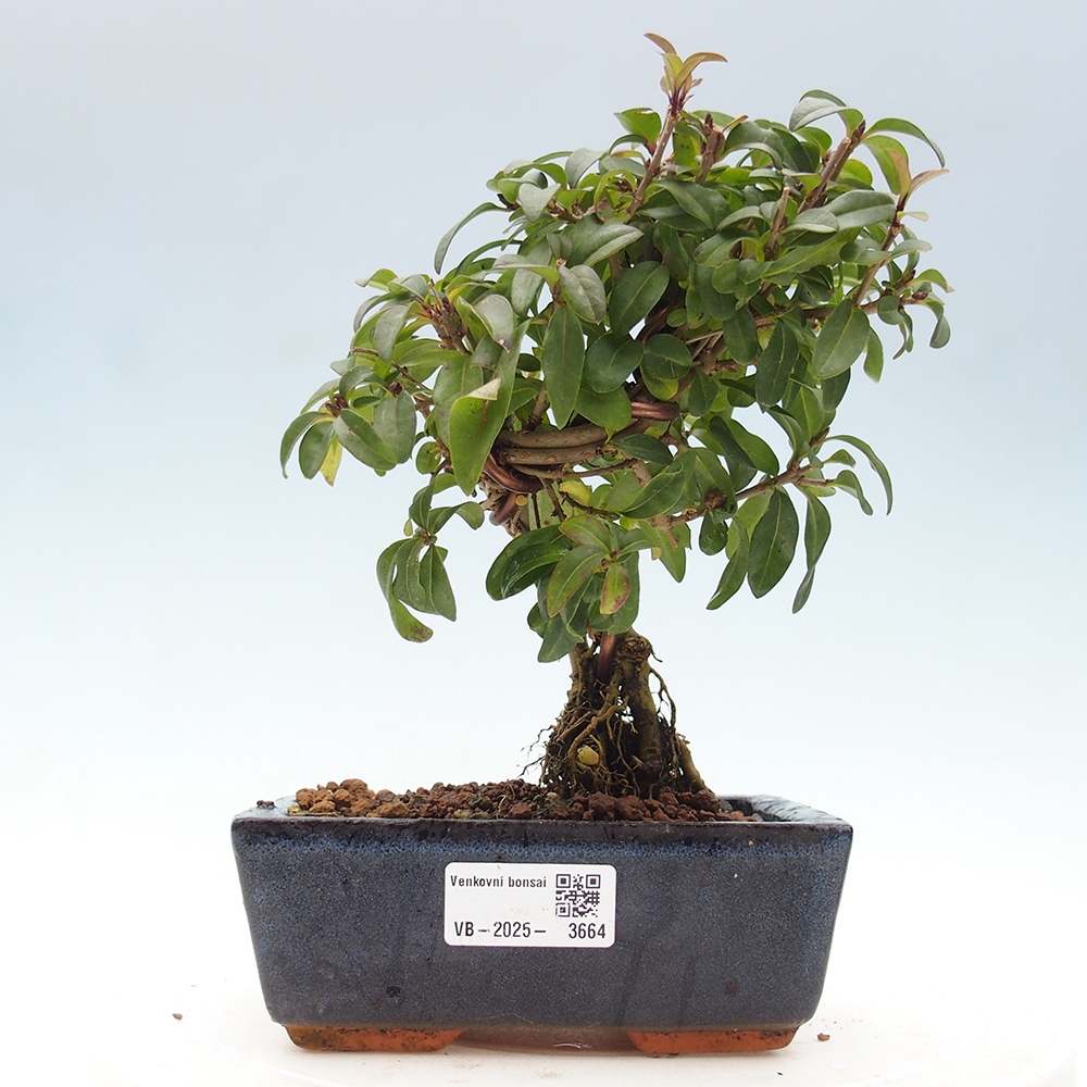 Freilandbonsai - Ligustrum vulgare - Vogelperspektive
