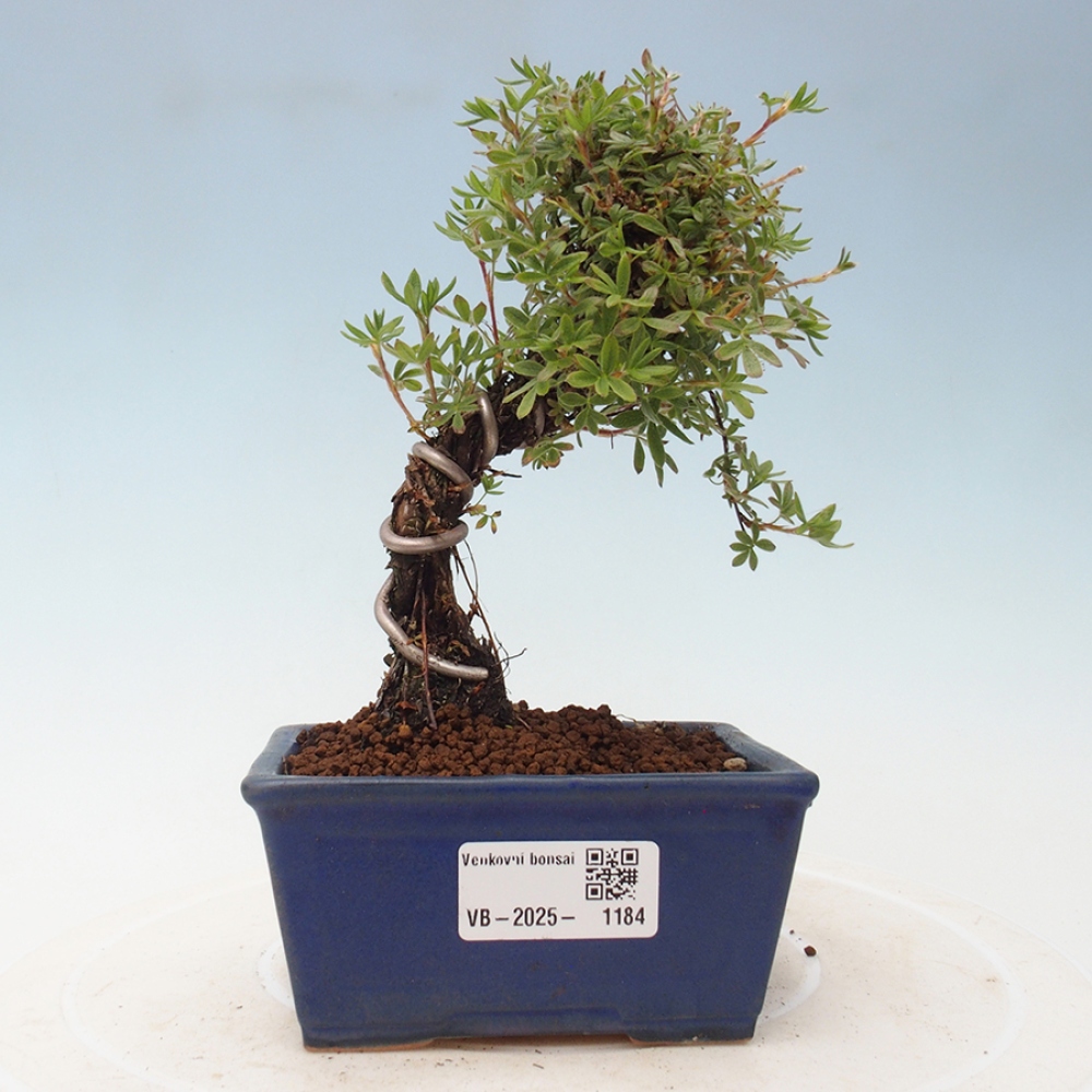Outdoor-Bonsai-Fingerkraut - Potentila fruticosa gelber Vogel