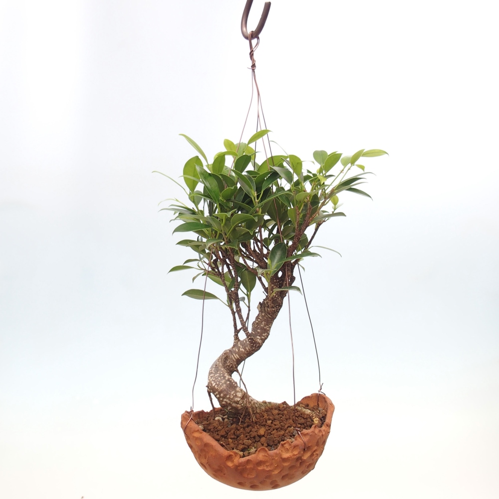 Kokedama aus Keramik - Kleinblättriger Ficus - Ficus kimmen