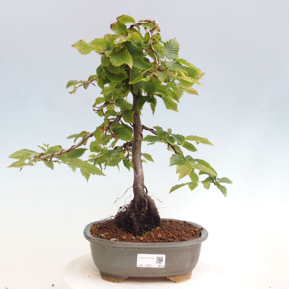 Bonsai im Freien - Hainbuche - Carpinus betulus