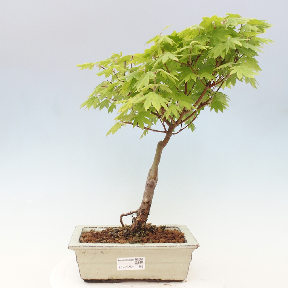 Bonsai im Freien - Ahorn palmatum katsura GISAN - Ahorn palmat
