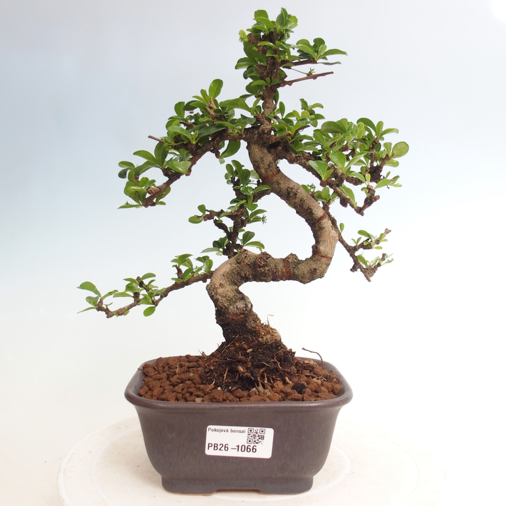 Zimmer-Bonsai - Carmona macrophylla - Tee-Fuki