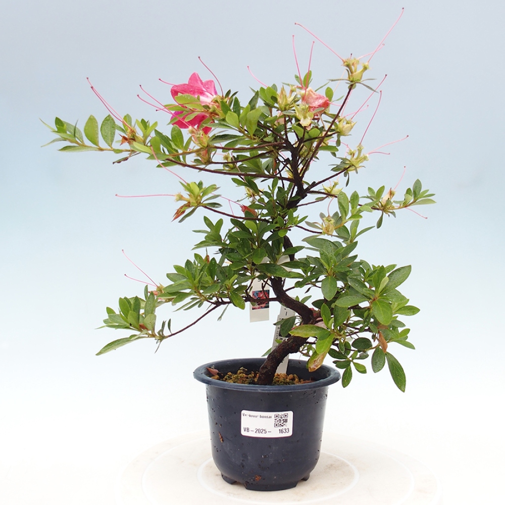 Bonsai im Freien - Japanische Azalee - Azalea Rin