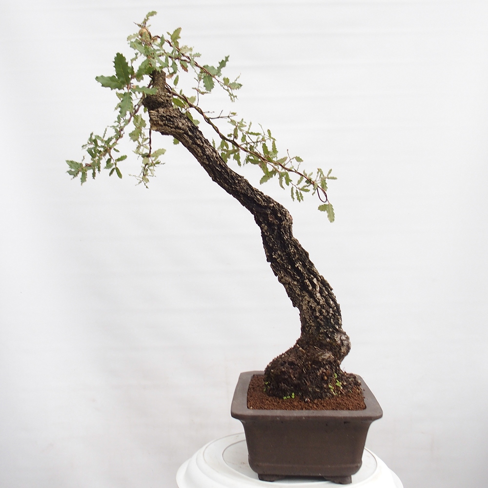 Yamadori - Quercus Ilex - Steineiche