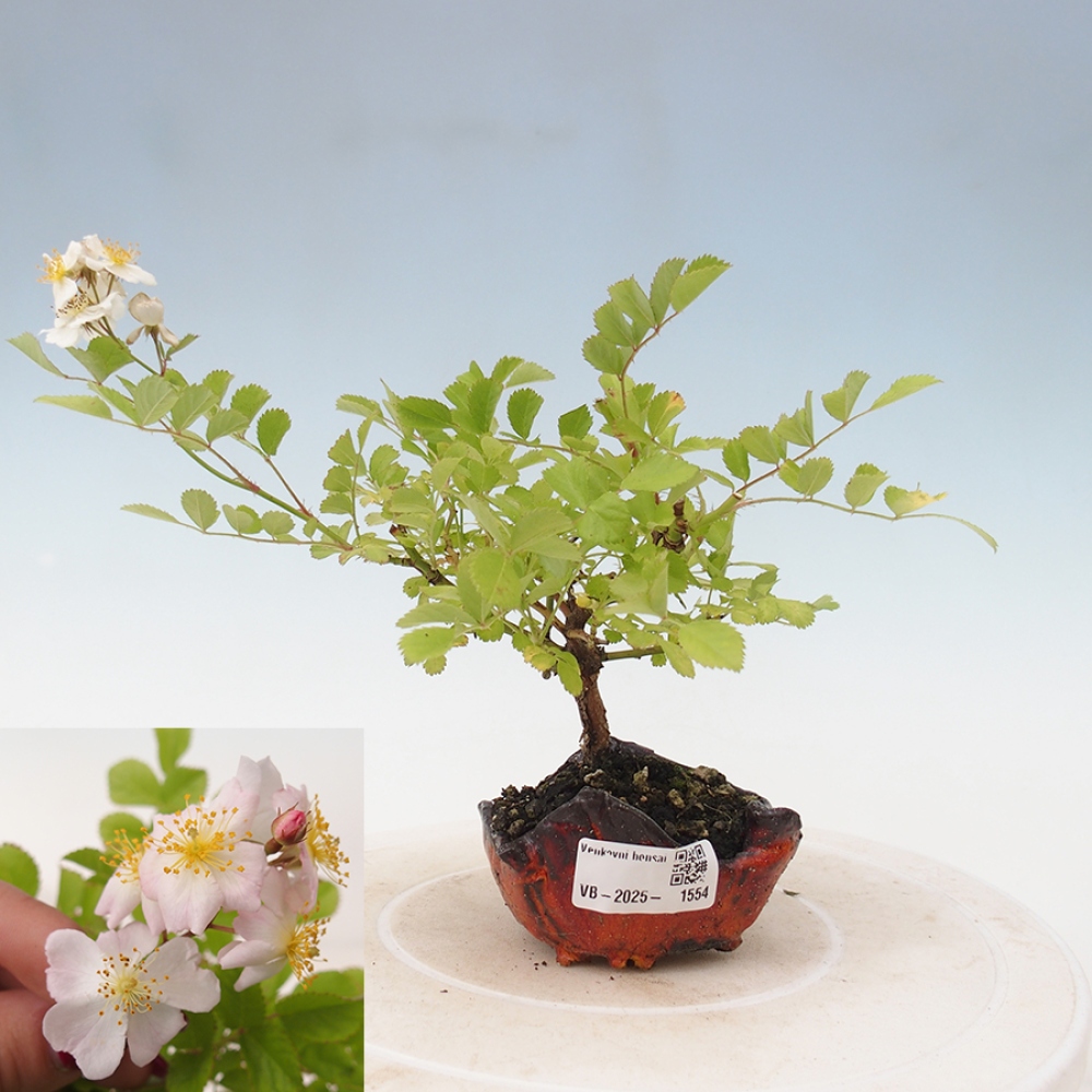 Freilandbonsai - Rosa sp. - kleinblumige Rose