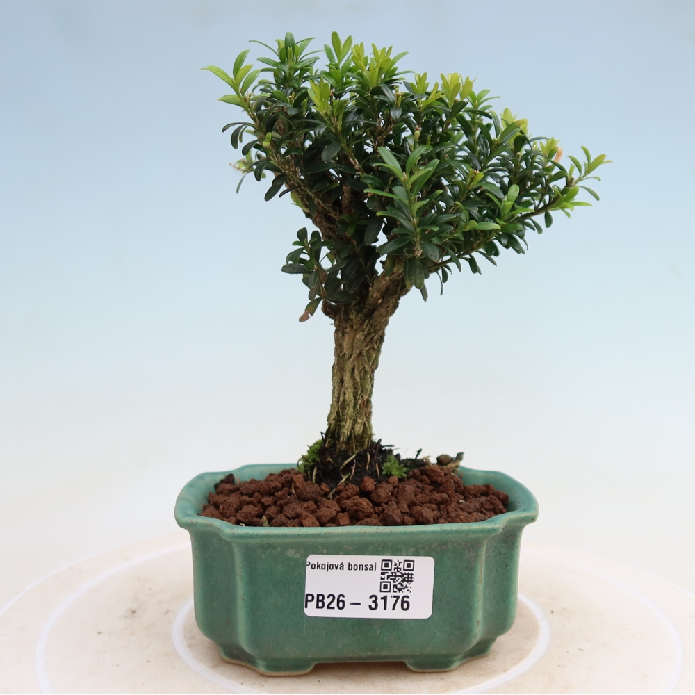 Zimmer Bonsai - Buxus harlandii - Korkbuxus