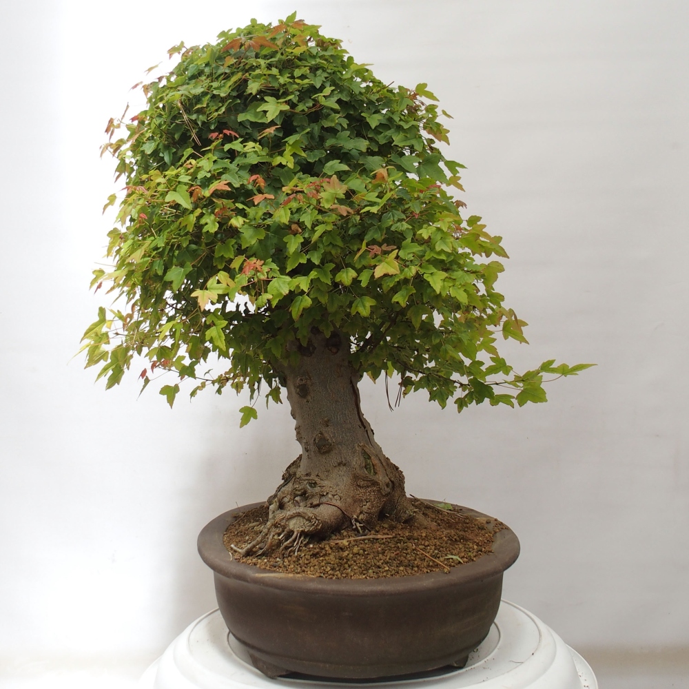 Bonsai im Freien - Ahorn Buergerianum - Burger Maple