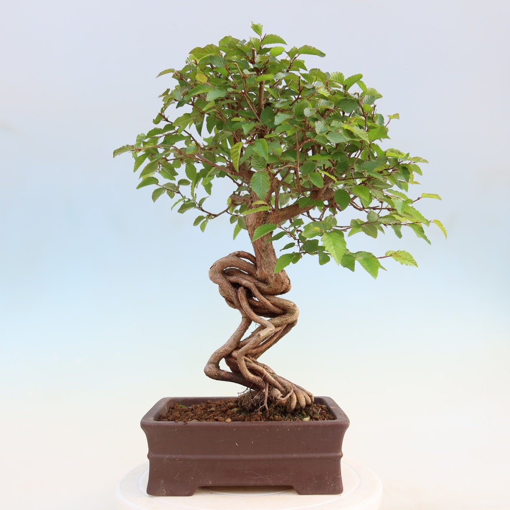 Bonsai für draußen - Karpinus Coreana - Koreanische Hainbuche
