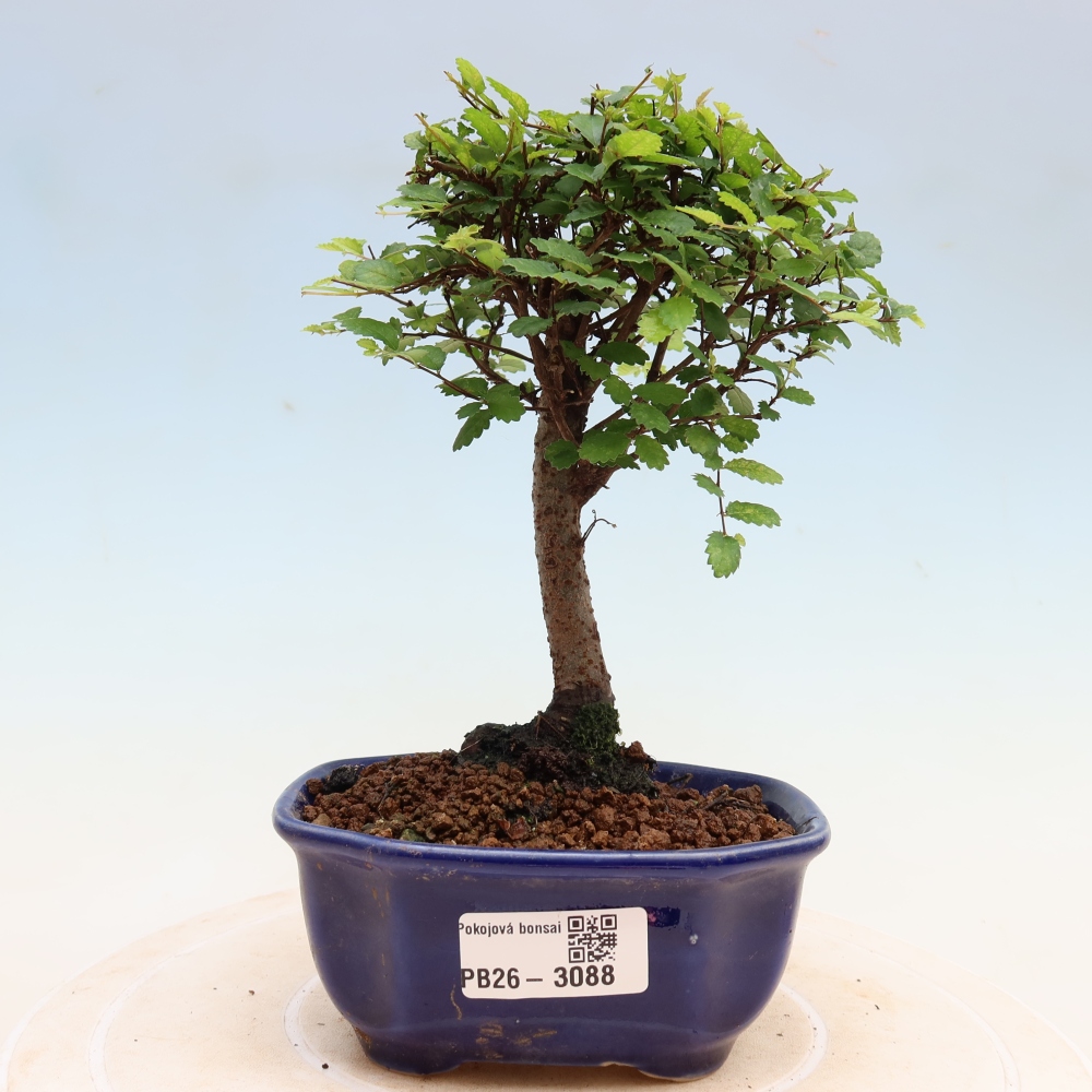 Zimmerbonsai - Ulmus parvifolia - Kleinblättrige Ulme