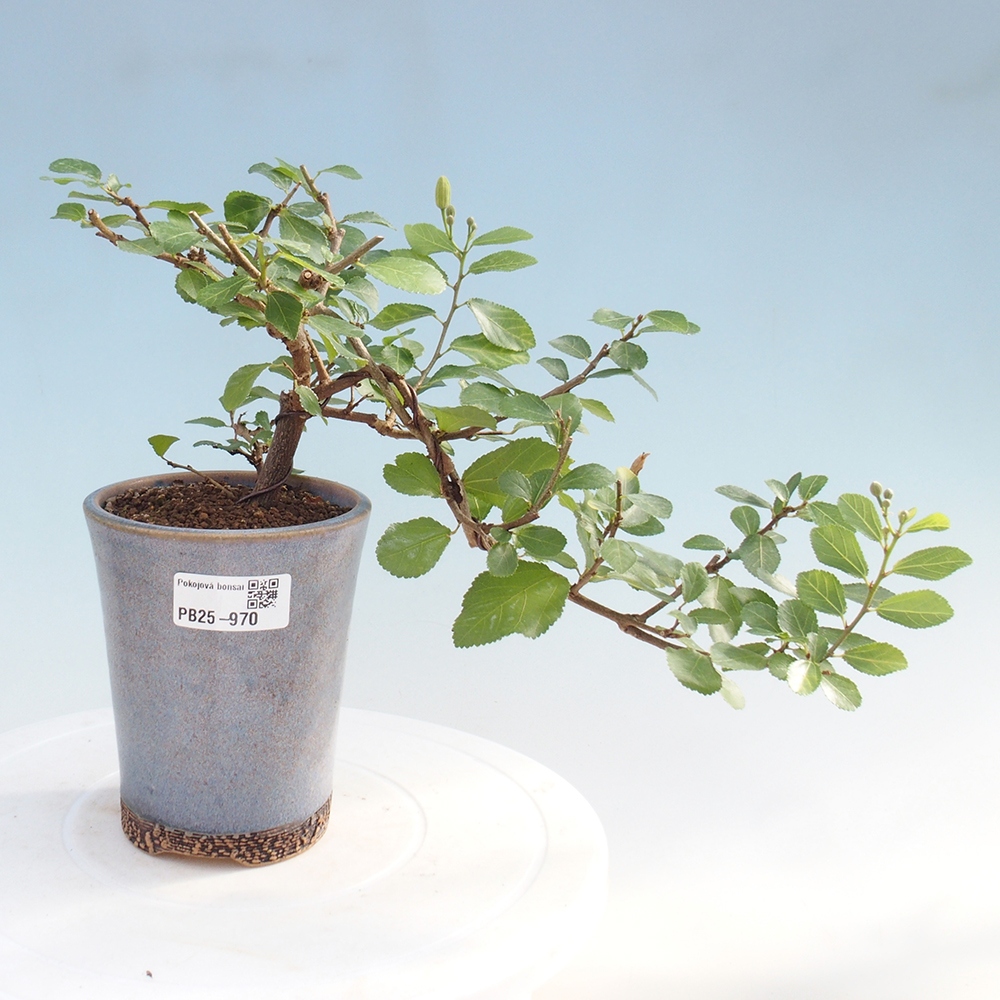 Zimmerbonsai - Grewia occidentalis - Lavendelstern