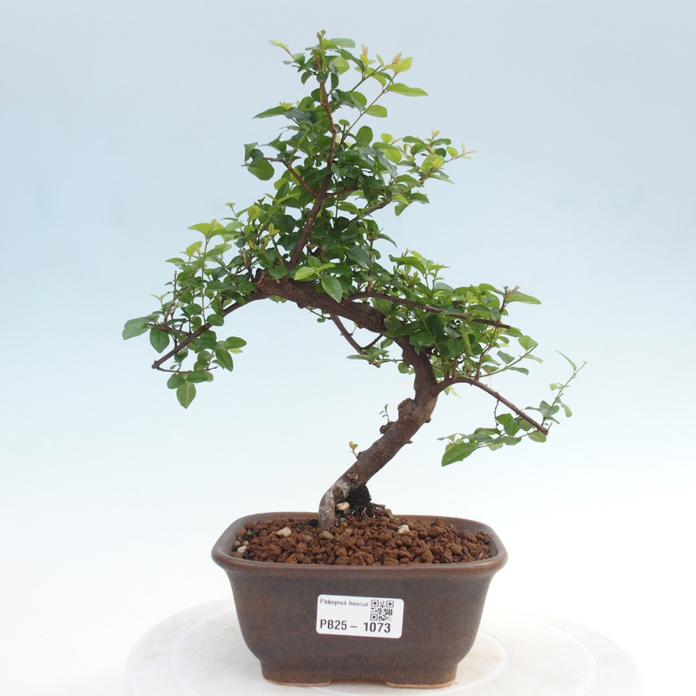 Innenbonsai - Sagerécie Thea - Sagerécie Thea