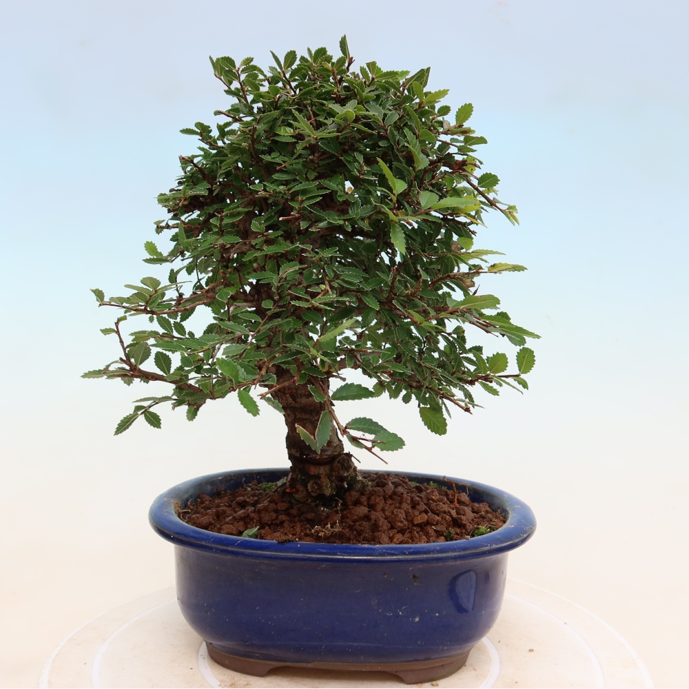 Bonsai für draußen - Zelkova - Zelkova NIRE