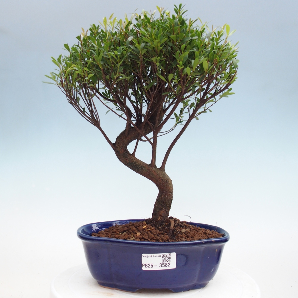 Zimmer Bonsai - Syzygium - Piment