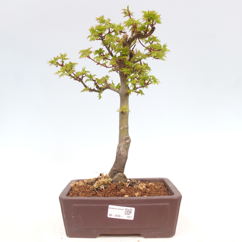 Bonsai für draußen -Javor-Palme Acer palmatum Shishigashira