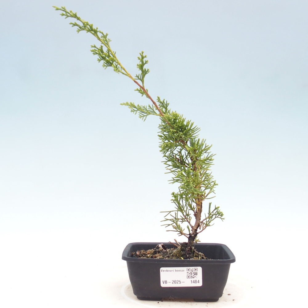 Outdoor bonsai - Juniperus chinensis Itoigawa - Chinese juniper