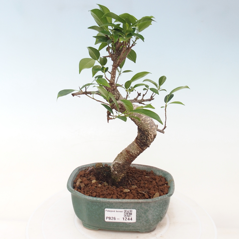 Zimmerbonsai - Ficus retusa - Kleinblättriger Ficus