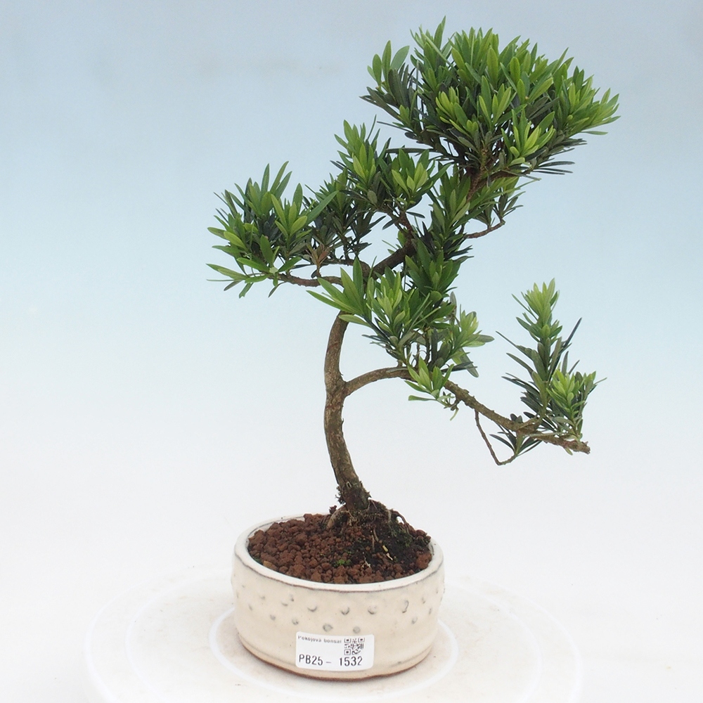 Indoor-Bonsai - Podocarpus - Stein tausend
