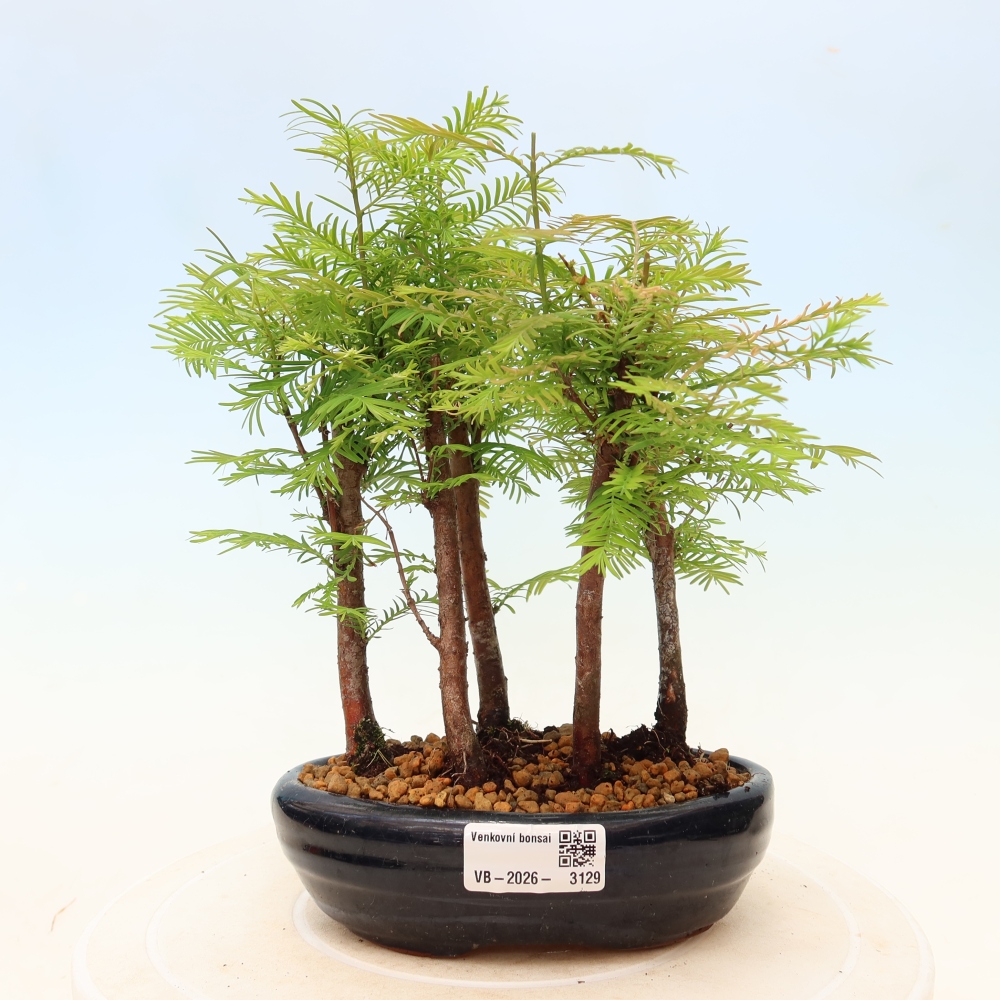 Bonsai für den Außenbereich – Metasequoia glyptostroboides – Chinesische Metasequoia – Wäldchen
