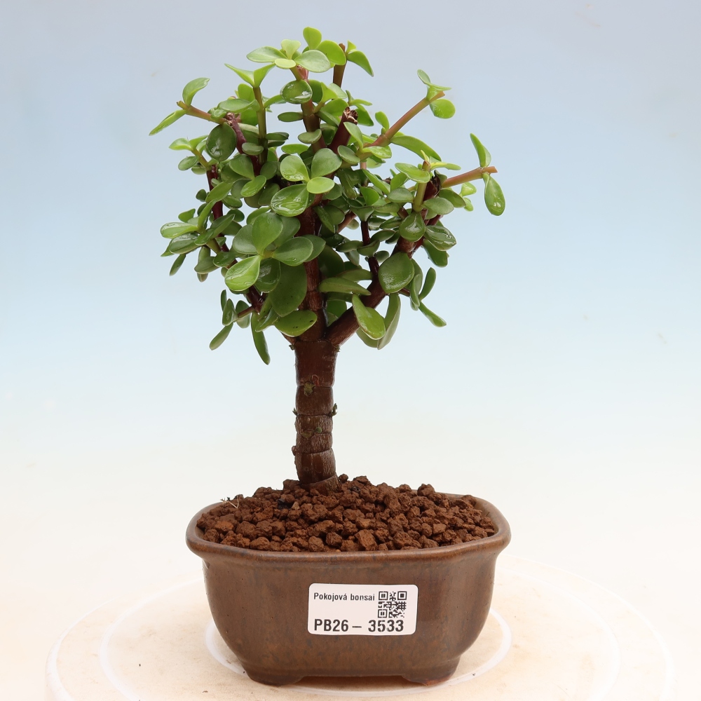 Zimmer Bonsai - Portulakaria Afra - Tlustice