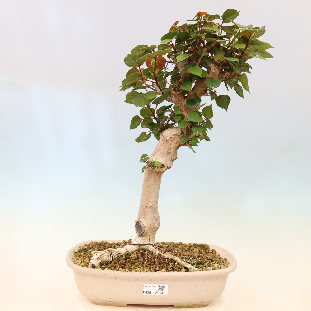 Zimmerbonsai - Hibiscus tiliaceus - Meeres-Hibiskus