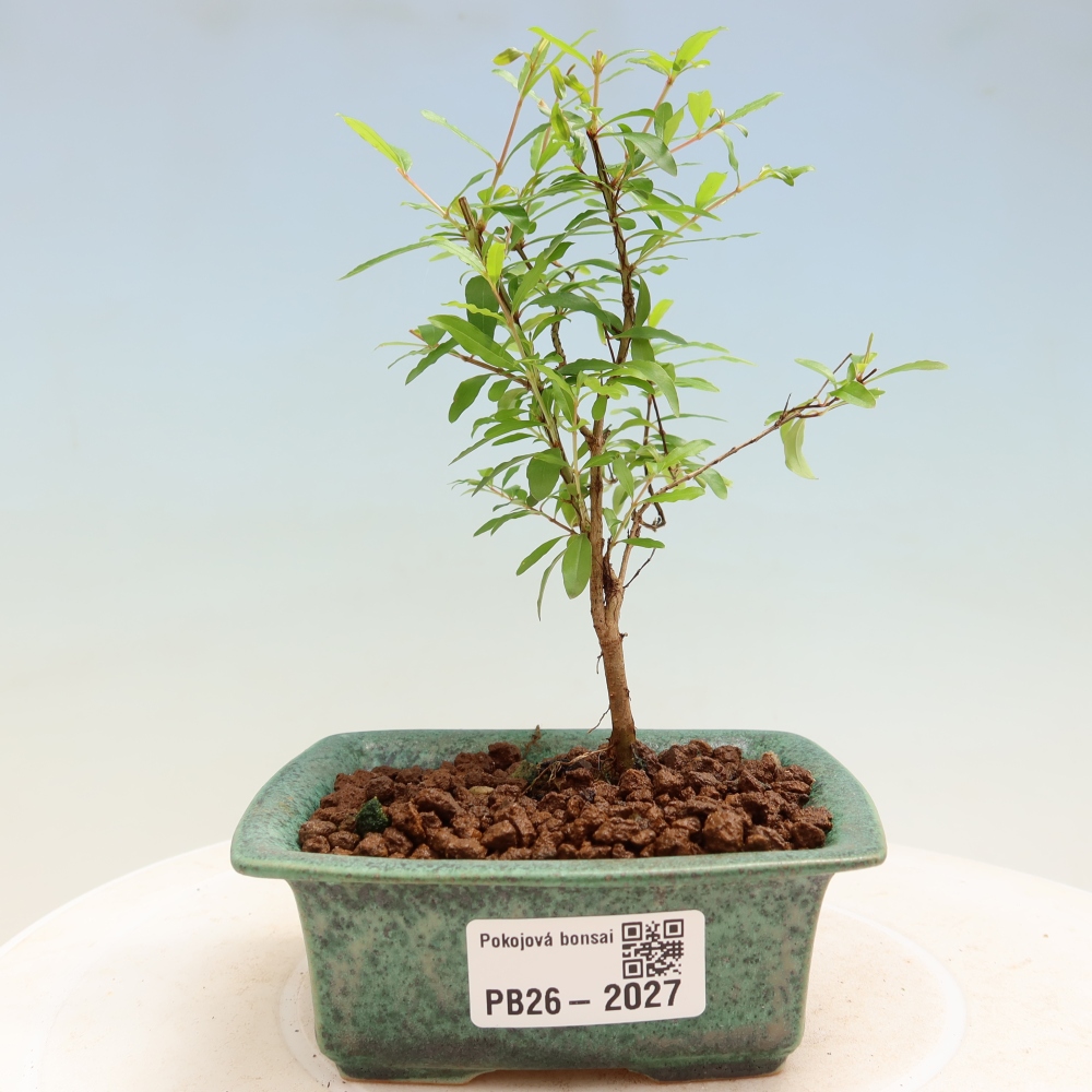 Zimmer-Bonsai-PUNICA granatum nana-Apfel-Granatapfel