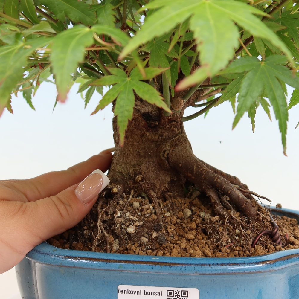 Bonsai für draußen - Ahorn Burger - Acer Burgerianum