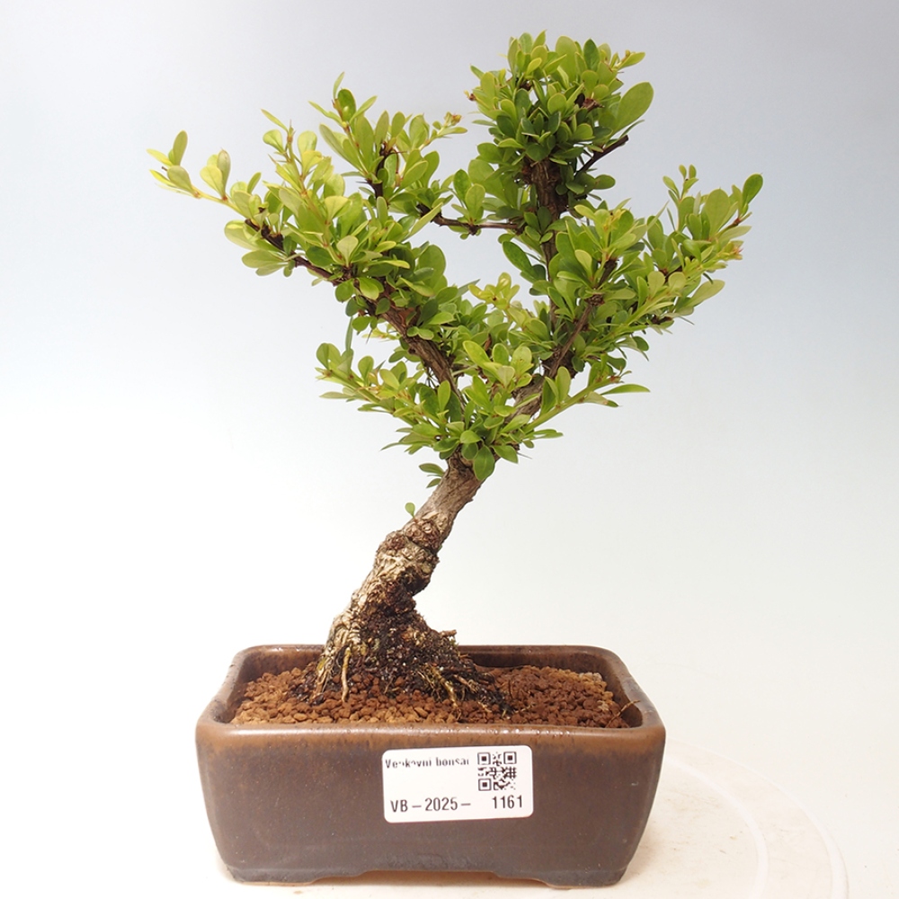 Bonsai im Freien - Berberis thunbergii - Berberitze