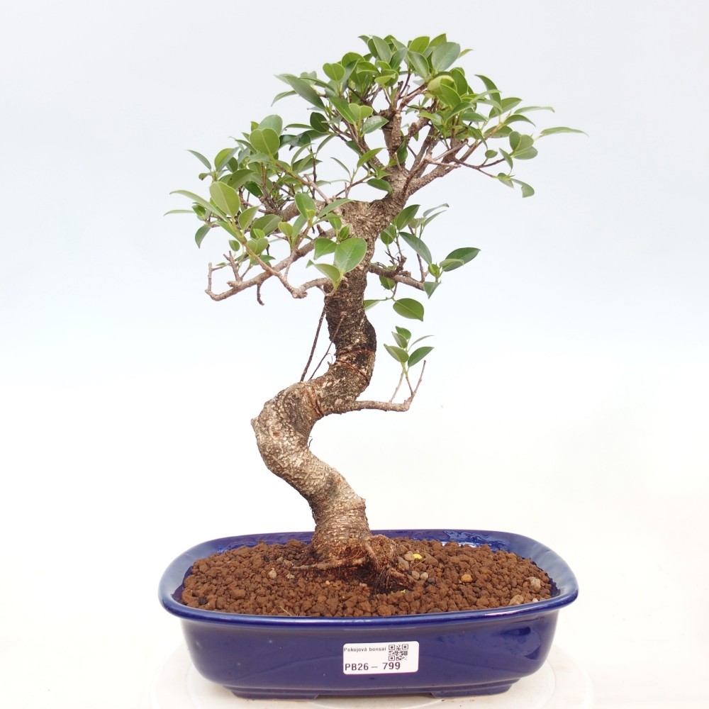 Indoor-Bonsai - Ficus kimmen - kleinblättriger Ficus