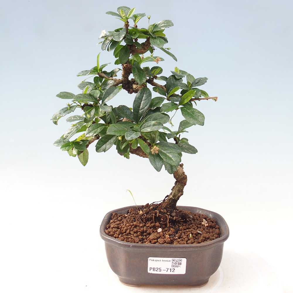 Indoor bonsai - Carmona macrophylla - Fuki tea