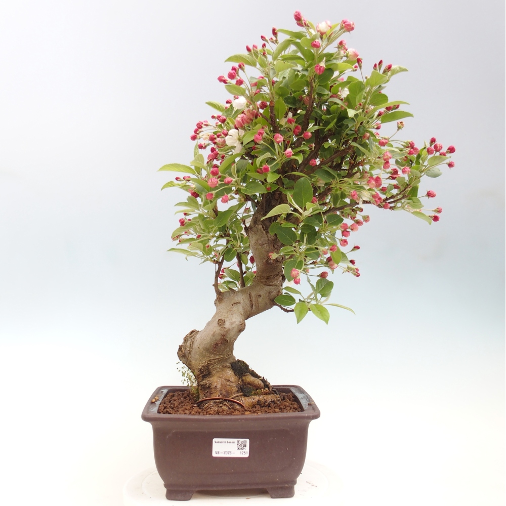 Outdoor-Bonsai -Malus halliana - Kleinfrüchtiger Apfelbaum
