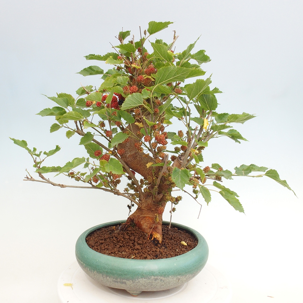 Bonsai im Freien - Morus alba - Maulbeere