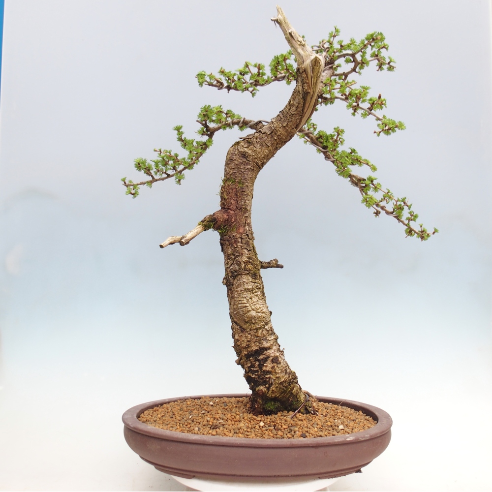 Outdoor-Bonsai -Larix decidua - Lärche - nur Palettentransport