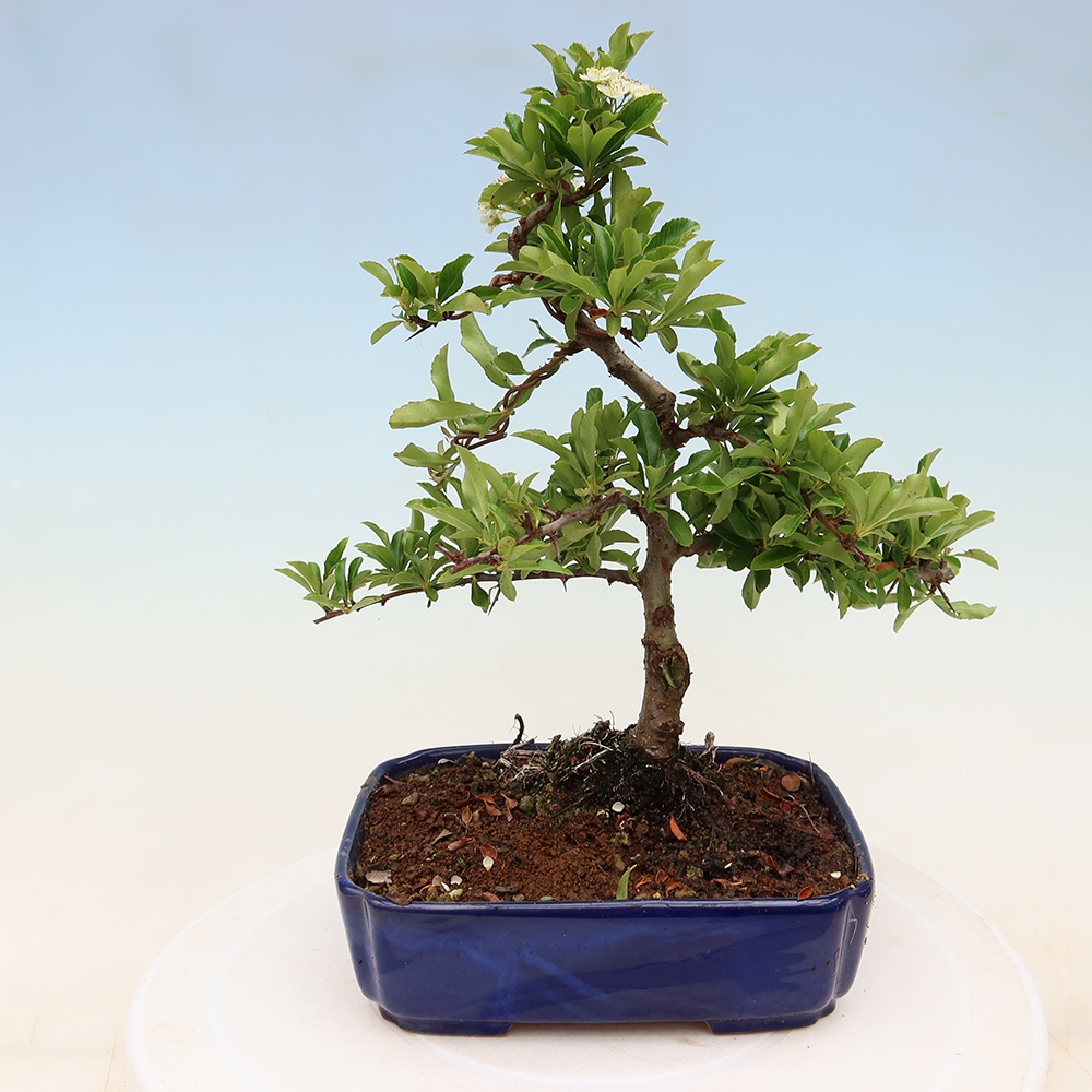 Bonsai für den Außenbereich – Pyracantha teton – Feuerdorn